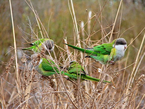 Grey-hooded parakeet